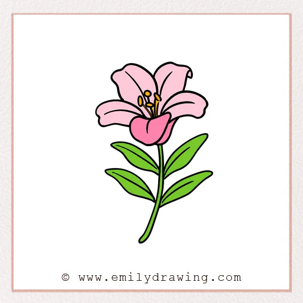 Preview of Lily Flower drawing